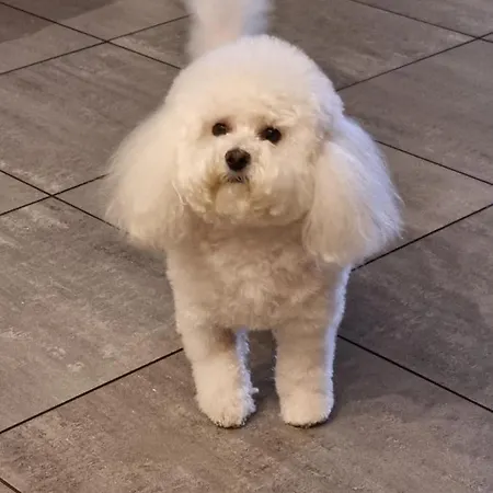 加尼高尔夫酒店 3*