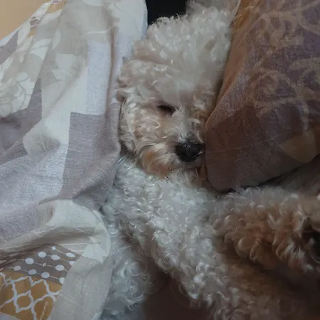 加尼高尔夫酒店 3* 阿斯科纳